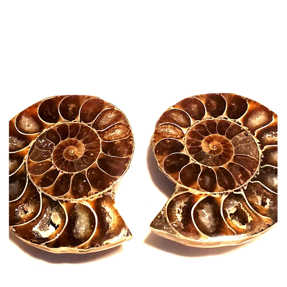 Fossil Ammonite Split Pair Collectors Show Quality